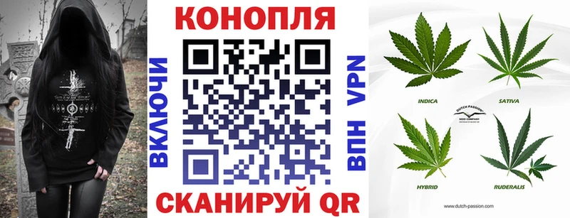 Канабис OG Kush  Салаир 